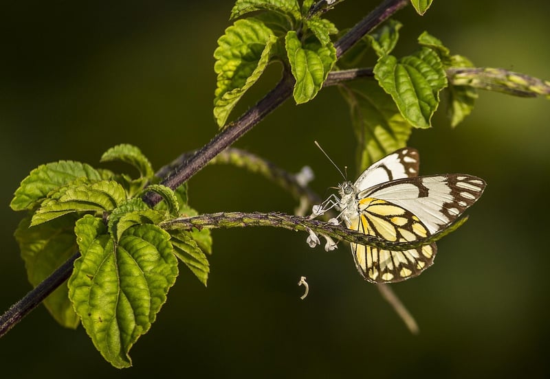 Fairy Wings